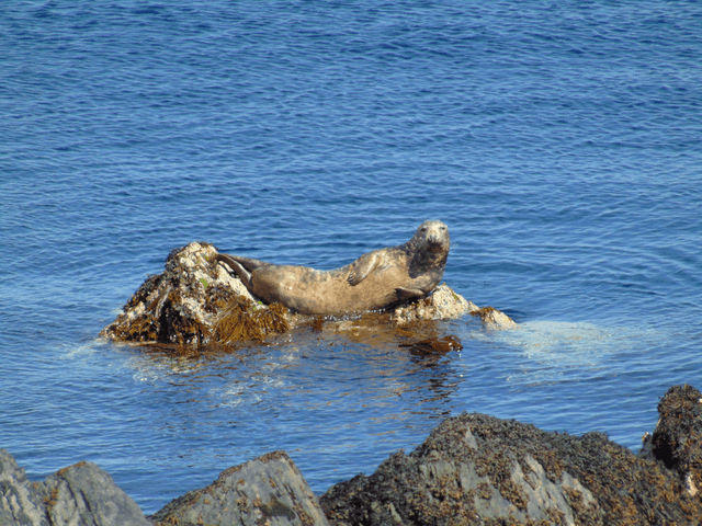 Seal So Relaxed