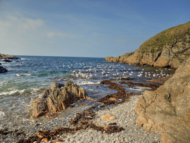 Sea Bird Gatherings